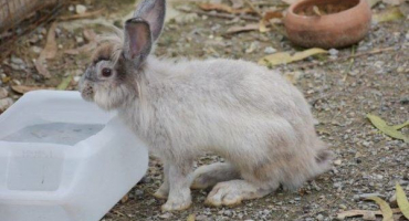 Jakou napáječku pro králíky vyrobit sami?